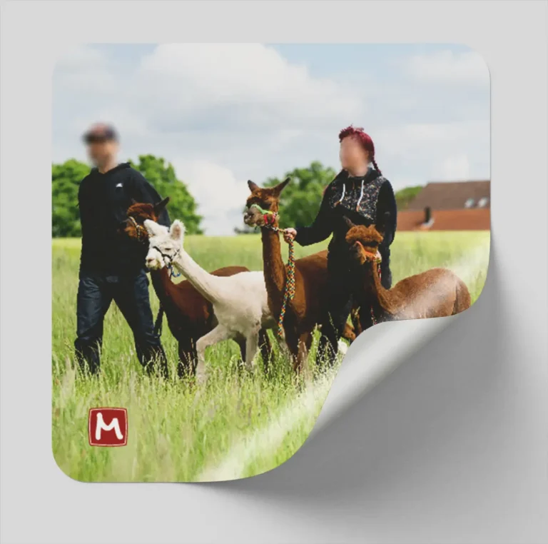 Aufkleber Alpaka-Wanderung auf den Wiesen rund um den Mohrenhof Franken