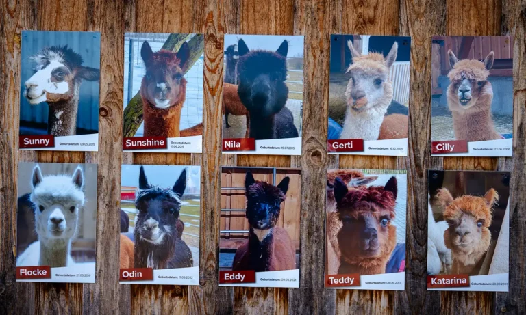 Zehn Schilder von verschiedenen Alpakas mit Namen und Geburtsdaten auf einer Holzwand.
